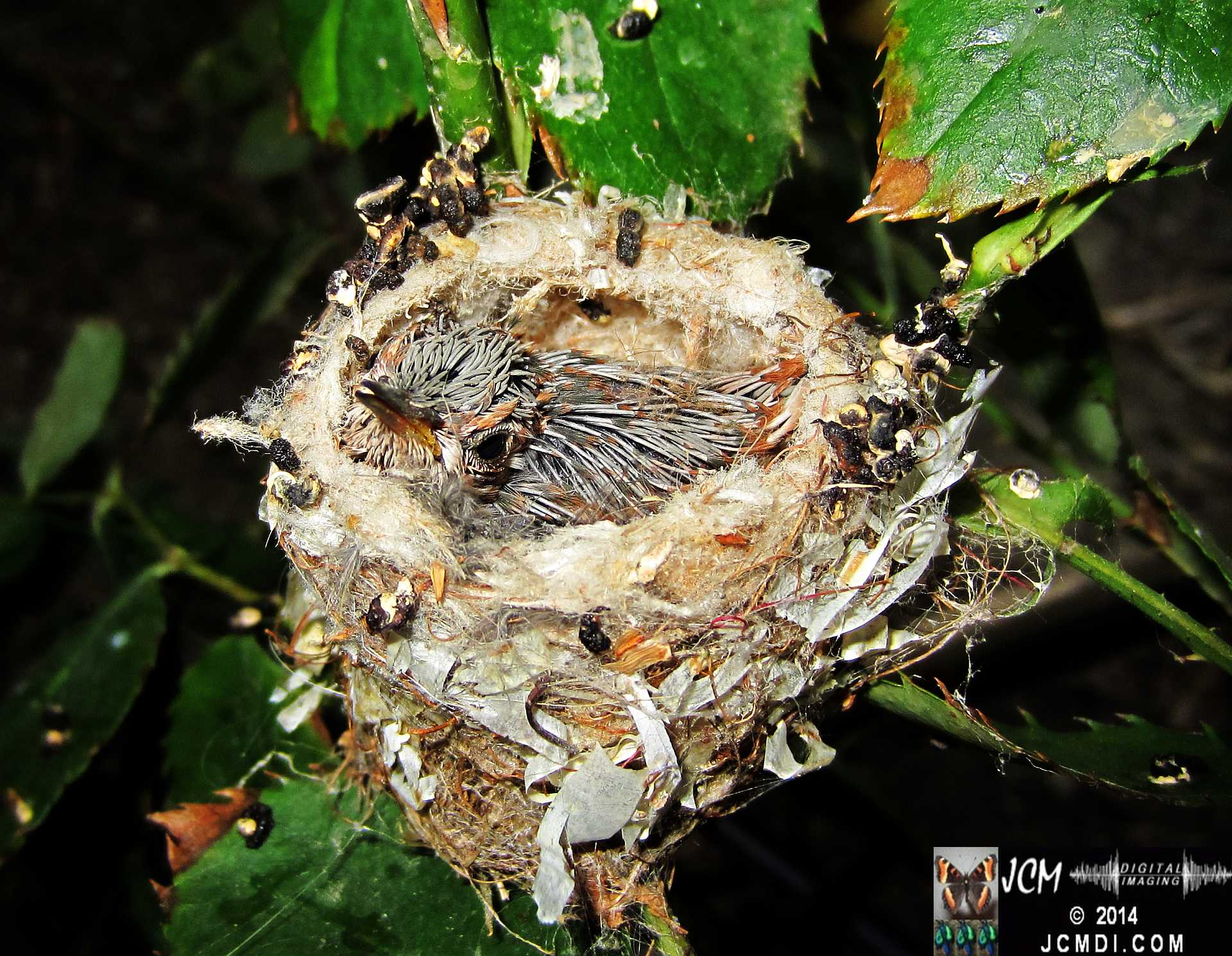 Allens Hummingbird Chick in Nest Close-Up